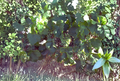 Thompson Seedless Grape Vine Cuttings – 4 Unrooted Thin Green Cuttings for Propagation and Home Garden Growing
