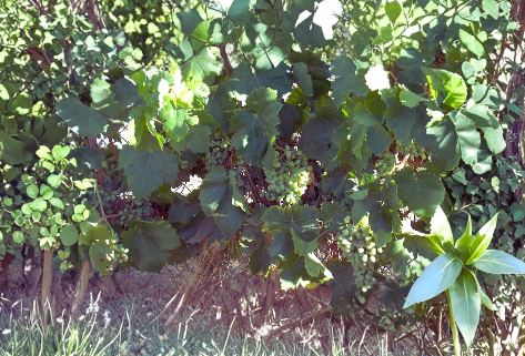 Thompson Seedless Grape Vine Cuttings – 4 Unrooted Thin Green Cuttings for Propagation and Home Garden Growing