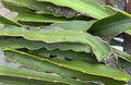 Dragon Fruit Live Cuttings 8–12 Inch – 2 Pitaya Cactus Cuttings for Propagation and Garden or Container Growing