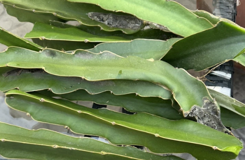 Dragon Fruit Live Cuttings 8–12 Inch – 2 Pitaya Cactus Cuttings for Propagation and Garden or Container Growing