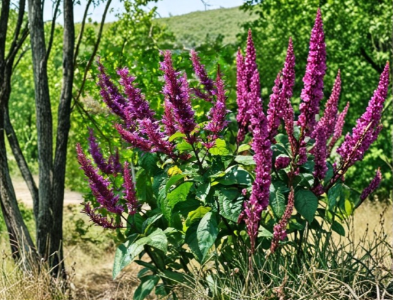Purple Firespike Plant Cuttings – 6 Live Unrooted Odontonema strictum Cuttings for Garden or Container Growing