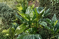 Variegated Dieffenbachia Dumb Cane Live Plant Cutting – Indoor Houseplant Cutting for Propagation