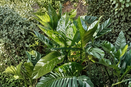 Variegated Dieffenbachia Dumb Cane Live Plant Cutting – Indoor Houseplant Cutting for Propagation