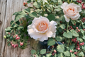 French Lace Rose Cuttings for Rooting – 3 Live Rose Plant Cuttings for Propagation and Garden Growing