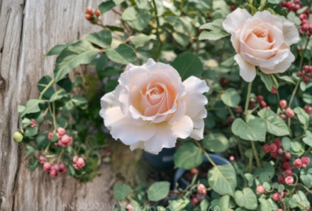 French Lace Rose Cuttings for Rooting – 3 Live Rose Plant Cuttings for Propagation and Garden Growing