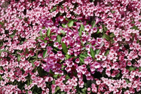 Minuet Weigela Live Rooted Cutting 8–12 Inches – Weigela florida ‘Minuet’ Flowering Shrub for Garden Planting
