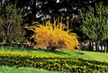 Golden Forsythia Shrub Cuttings – 20 Unrooted Thin Cuttings for Propagation, Hardy Ornamental Hedge Plant