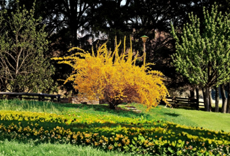 Golden Forsythia Shrub Cuttings – 20 Unrooted Thin Cuttings for Propagation, Hardy Ornamental Hedge Plant