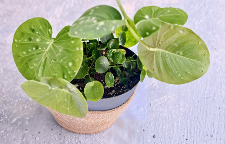 Variegated Pilea Peperomioides White Splash Cuttings – Live Houseplant Cuttings for Propagation