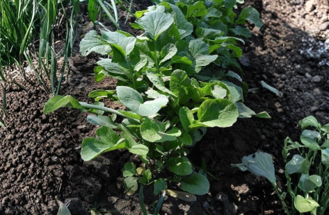 Bloomsdale Spinach Seeds 250 Count – Heirloom Leafy Green Vegetable Seeds for Home Garden Planting