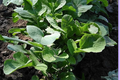 Bloomsdale Spinach Seeds – 1,250 Spinacia oleracea Seeds for Leafy Green Vegetable Garden Planting