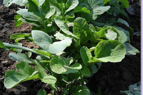 Bloomsdale Spinach Seeds – 1,250 Spinacia oleracea Seeds for Leafy Green Vegetable Garden Planting