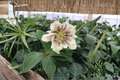 Hellebore ‘Confetti Cake’ (Helleborus x hybridus) – Established Gal Size, Healthy Roots, Lenten Rose, Perennial Shade Plant