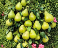 Kieffer Pear Tree Cuttings – 8 Cold Hardy Unrooted Stem Cuttings for Propagation and Home Orchard Growing