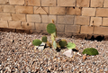Opuntia Aciculata Chenille Prickly Pear Cactus Pad Cutting – 1 Live Unrooted Cactus Cutting for Propagation