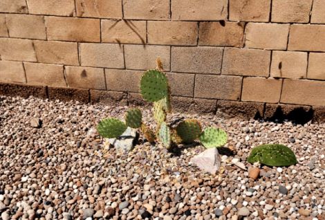 Opuntia Aciculata Chenille Prickly Pear Cactus Pad Cutting – 1 Live Unrooted Cactus Cutting for Propagation