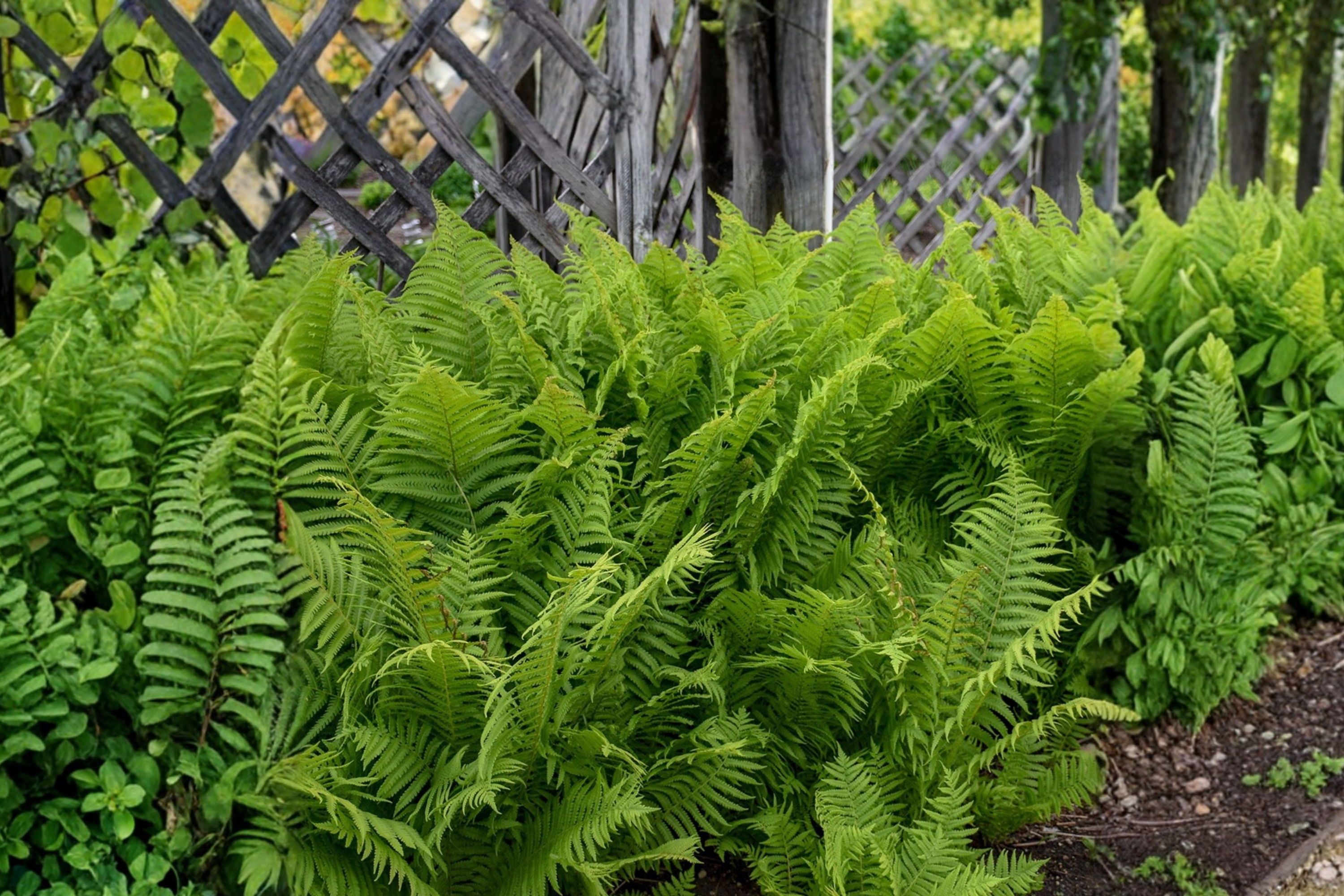 Ostrich Fern Bare Roots - Matteuccia struthiopteris - Fiddleheads Perennial Transplant - 5 Pack