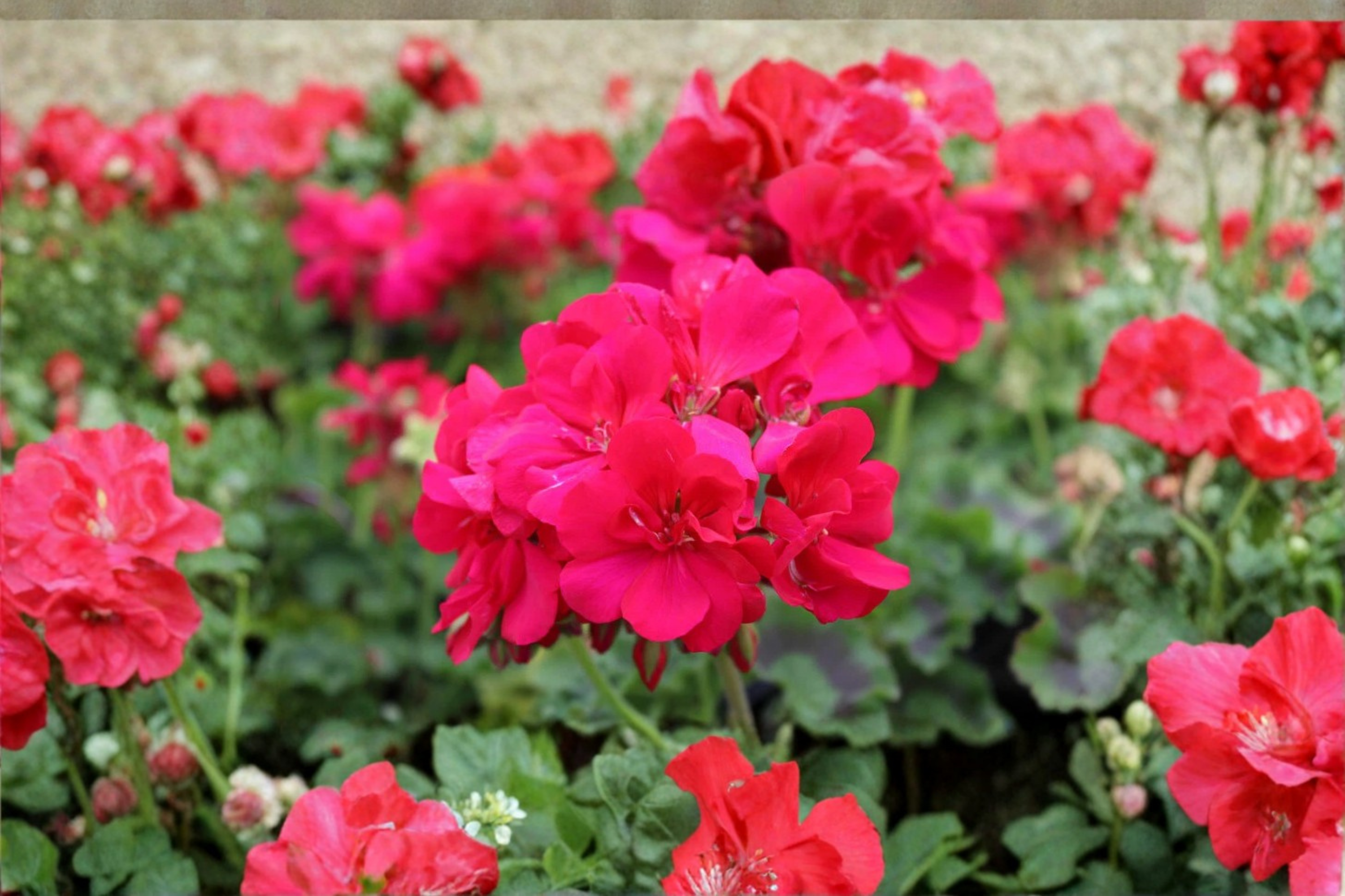 Double Bright Pink Geranium Cuttings – 4 Fresh Pelargonium Cuttings, Ornamental Flowering Plant