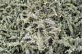 Japanese Painted Fern Plant in 5.25" Pot, Athyrium niponicum 'Pictum', Well Rooted Indoor/Outdoor Foliage