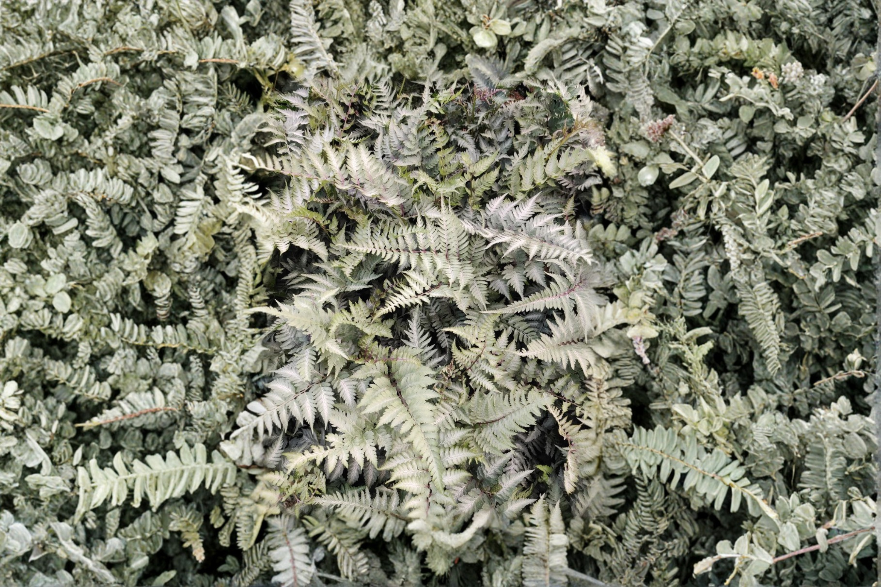 Japanese Painted Fern Plant 5.25" Pot Athyrium niponicum 'Pictum' Well Rooted Ornamental Foliage