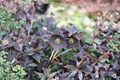 Hellebore ‘Black Tie’ (Helleborus x hybridus) – Established Gal Size Lenten Rose, Winter/Early Spring Bloom Perennial