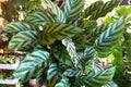 1 Calathea ‘Freddie’ – Live Rooted Starter House Plant, Easy Care Prayer Plant, Low Light Indoor Plant, Air Purifying Foliage