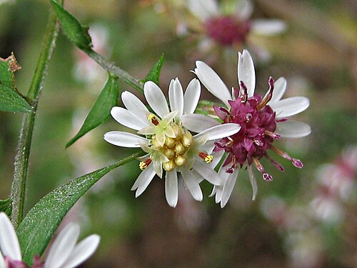 100 Symphyotrichum lateriflorum Seeds | Calico Aster | Native Perennial Wildflower | Pollinator-Friendly Meadow & Garden Plant