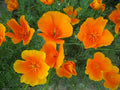 Eschscholzia californica Seeds – California Poppy Wildflower, 50 Non-GMO Perennial Seeds, Easy-to-Grow Pollinator Garden Plant
