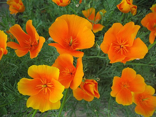 Eschscholzia californica Seeds – California Poppy Wildflower, 50 Non-GMO Perennial Seeds, Easy-to-Grow Pollinator Garden Plant