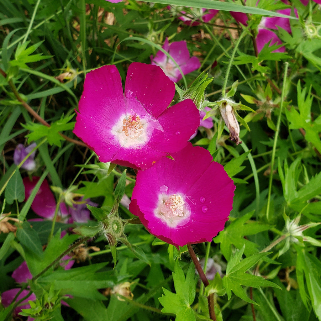 15 Callirhoe involucrata Seeds (100mg) | Purple Poppy Mallow | Hardy Native Groundcover Wildflower for Bees & Pollinators