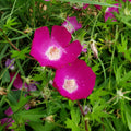 15 Callirhoe involucrata Seeds (100mg) | Purple Poppy Mallow | Hardy Native Groundcover Wildflower for Bees & Pollinators