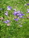 Campanula rotundifolia Seeds – Harebells Bluebell Wildflower, 100 Non-GMO Perennial Seeds, Native Pollinator Garden Plant