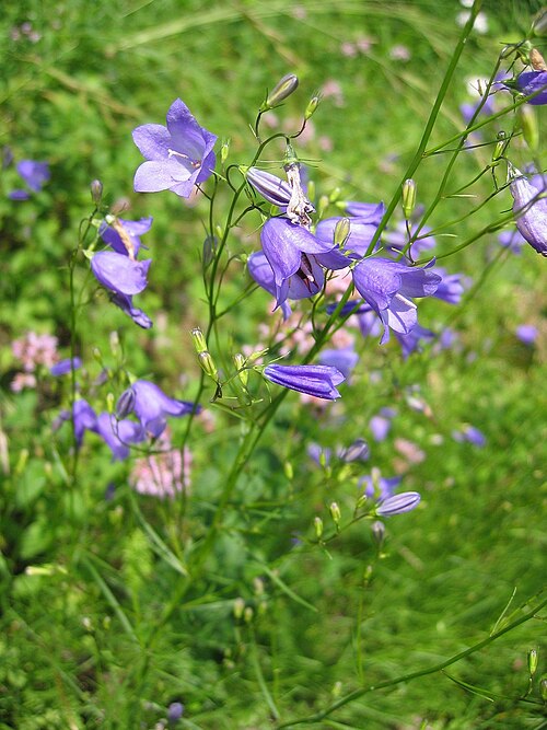 Campanula rotundifolia Seeds – Harebells Bluebell Wildflower, 100 Non-GMO Perennial Seeds, Native Pollinator Garden Plant