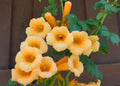 Live Yellow Trumpet Creeper Vine Plant – Campsis Radicans in 1 Pot, Fast-Growing Climber, Hummingbird Magnet, Hardy Perennial