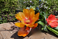 Epiphyllum Irish Golden Boy Orchid Cactus Cuttings – Live Unrooted Cuttings 8–10 Inch for Propagation