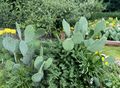 Opuntia Humifusa Prickly Pear Cactus Pads 2 Pounds Eastern Native Cactus Cuttings for Planting