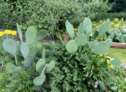 Opuntia Humifusa Prickly Pear Cactus Pads 2 Pounds Eastern Native Cactus Cuttings for Planting