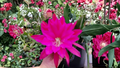 Epiphyllum Medora Unrooted Cutting 8–10 Inch Orchid Cactus Plant for Propagation