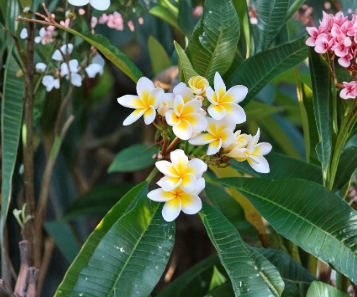 Plumeria Celadine Unrooted Cutting 17–19 Inch Multi Tip Frangipani Tree for Propagation