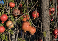 10 Wonderful Pomegranate Cuttings Unrooted Scion Wood Punica Granatum for Grafting or Rooting
