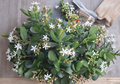 Crassula Ovata Red Jade Plant Cuttings Colorful Succulent 2 Unrooted Stem Cuttings