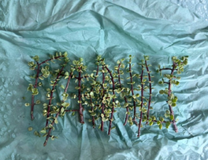 Portulacaria Afra Variegata Elephant Bush Unrooted Cuttings Set of 12 Rainbow Succulent