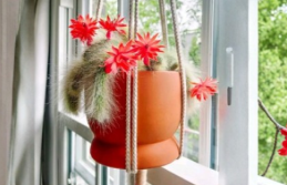 Monkey Tail Cactus Cutting 8 Inch End Cutting Succulent Plant for Propagation