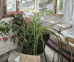 Variegated Spider Plant Cuttings Bare Rooted x3 Large Rooted Houseplant Starters