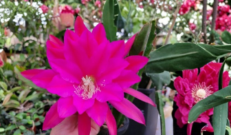 Jeanette Davis Latimer Epiphyllum Cuttings 8–10 Inch Unrooted Orchid Cactus Stems for Propagation
