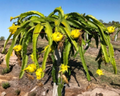 Yellow Dragon Fruit Potted Cutting 8–12 Inch Live Pitaya Plant Grown in Florida