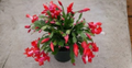 Red Christmas Cactus Schlumbergera Exotic Dancer Cuttings 3 Pieces 2–3 Segments Unrooted Tropical Houseplant