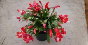 Red Christmas Cactus Schlumbergera Exotic Dancer Cuttings 3 Pieces 2–3 Segments Unrooted Tropical Houseplant