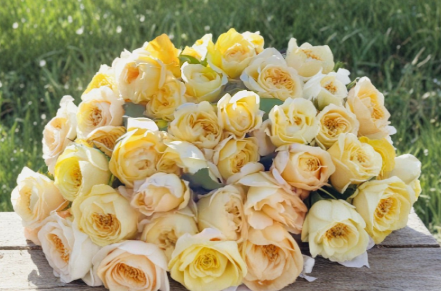 Moonlight Romantica Rose Unrooted Cuttings 3 Fresh 6 Inch Stems for Propagation Ornamental Garden Rose