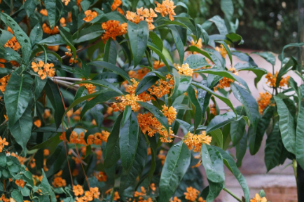 Apricot Echo Sweet Olive Osmanthus Fragrans Rooted Starter Plant Fragrant Evergreen Shrub for Garden or Container